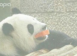 高清🈚码🔞❌♋免费AV官方版免费版：最新在线观看指南与现状分析