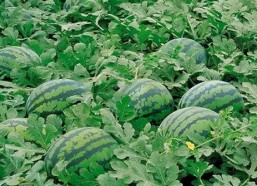 最新看片免费版资源汇总：满足您的多样需求