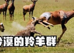 谭松韵引领潮流：外网le拉子炒菜教程网站视频百度绿色版新趋势