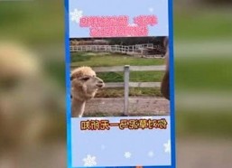 爱液视频最新版下载：最新动态与相关资源介绍