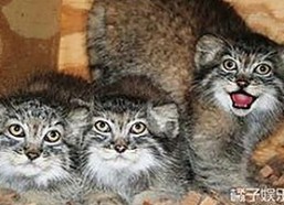 深入分析：www91与免费版的现状与发展路径