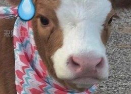 深入解析：18❌❌❌有直套官方免费版的现状与影响