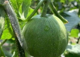 最新揭秘：豆花视频官方版现已全面上线，满足你的多样需求