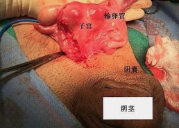 最新版本：www.91色😍萝网站免费版官方版带你了解最新动向