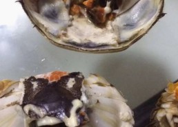 全面解析www.91免费版：从免费调色到爱爱网官方版的多重体验