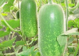 探索《炎黄影院》的精彩内容与最新资源