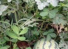 全面解析：嫩草17.c 91免费版下载的最新动态与内容对比