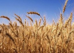 关于日批视频免费版下载的最新动态与行业趋势