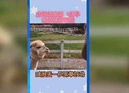 高清🈚码🔞❌♋免费菠萝视频官方版：推动行业新变革