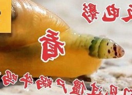 鄂尔多斯市用户体验升级：蘑菇视频官方版带来的全新娱乐享受