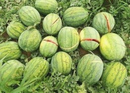 深入了解www91免费版：最新免费看片体验与官方资源分析