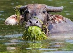 妖精动漫官方版最新上线，带来全新体验与资源下载指南