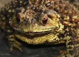 揭秘小伙子泻火老阿视频官方版：从争议到广泛关注的现状