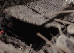 探索商学院发展现状与在线资源的应用