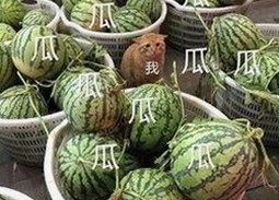 全面解析：羞羞漫画免费版官方版的现状与发展