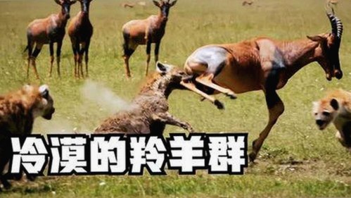 谭松韵引领潮流：外网le拉子炒菜教程网站视频百度绿色版新趋势