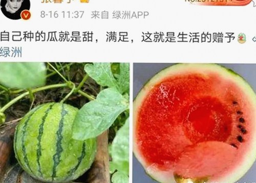 探索豆花视频官方版：最新内容与现状分析
