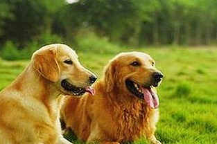 最新分析：黄色91官方版现状与发展趋势