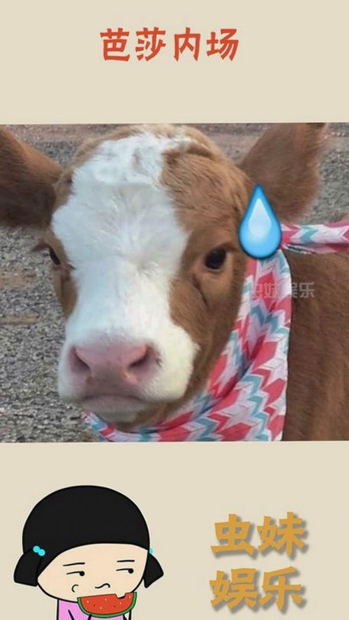 刘宇宁体验最新免费观看45分钟高清电视动漫官方版下载免费版