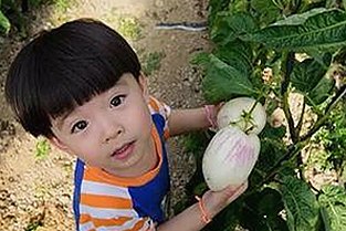 全面解析：91香蕉官方版下载与相关热门应用的最新动态