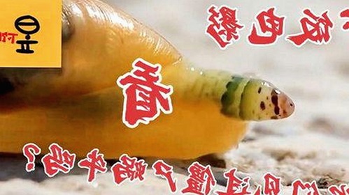 鄂尔多斯市用户体验升级：蘑菇视频官方版带来的全新娱乐享受