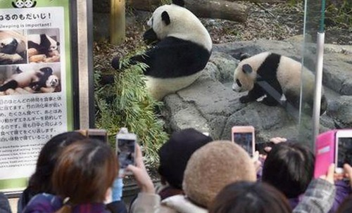 全面解析免费黄色免费官方版的现状与发展