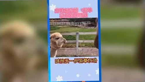 爱液视频最新版下载：最新动态与相关资源介绍