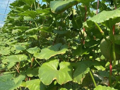 最新体验：91秀安卓版带你领略多样娱乐新玩法