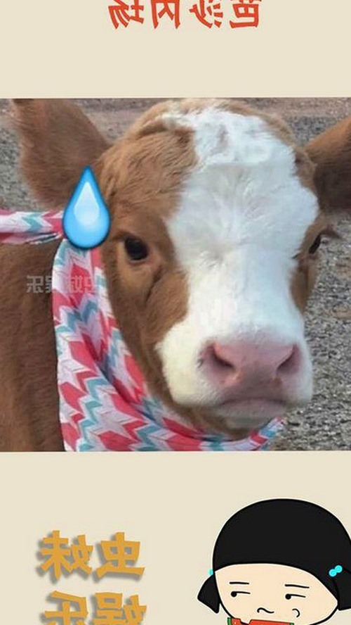 全面解析：91🍆🍑🔞❌❌❌一起草wwwcom17官方版下载及相关平台现状