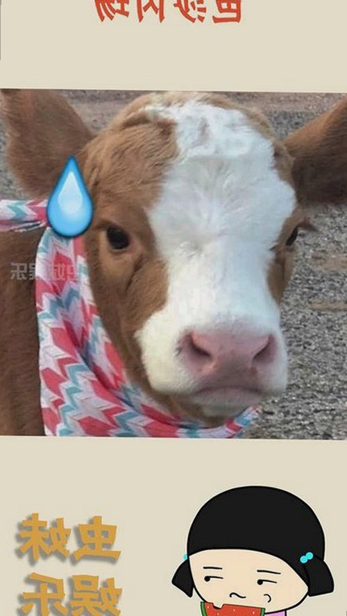 深入解析：18❌❌❌有直套官方免费版的现状与影响