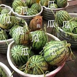 鲁啊鲁最新版下载：最新版本介绍与相关资源指南