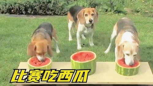 最新动态：91🍆🍑🔞❌❌❌一起草wwwcom17安装包下载引发关注