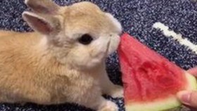 揭秘爱液官方网站官方版下载：安全体验与最新资源介绍