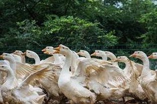 关于想要xx免费版的最新资讯与资源指南