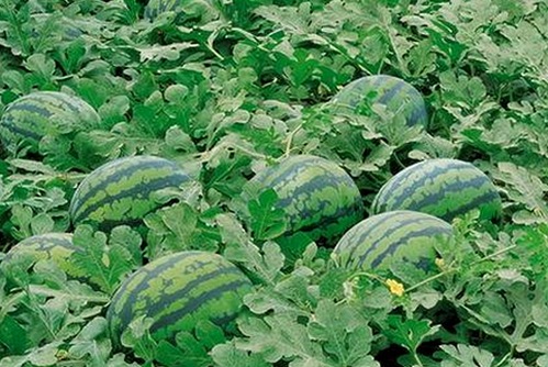 最新看片免费版资源汇总：满足您的多样需求