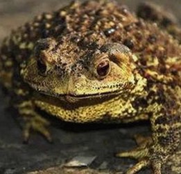 揭秘小伙子泻火老阿视频官方版：从争议到广泛关注的现状