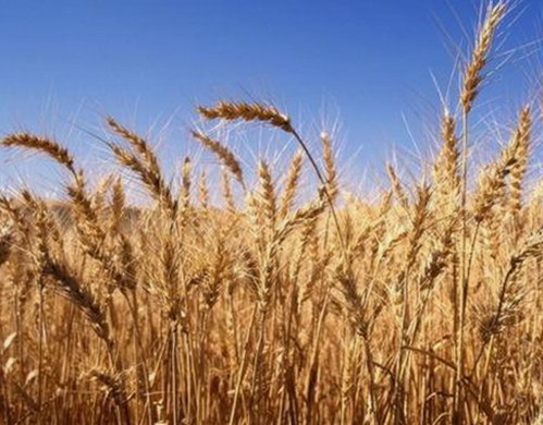 关于日批视频免费版下载的最新动态与行业趋势