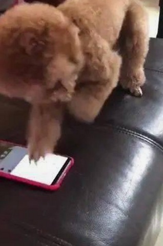 关于日批视频免费版下载的最新动态与行业趋势