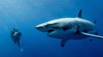 91漫画安装包下载——畅享热门漫画内容的必备工具