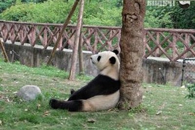 探索妖精动漫官方版的最新动态与观看途径