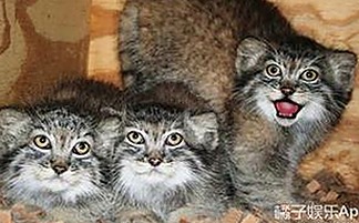 深入分析：www91与免费版的现状与发展路径