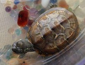 探索最新的啪啪视频免费版资源与相关影视平台