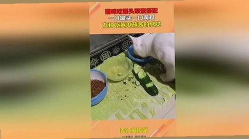 高清乱码🔞❌♋波萝视频官方版下载：探索最新娱乐资源的全面指南