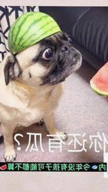 最新解析：91禁🍆🍑🔞❌❌❌看片17cco官方版下载带来的现状