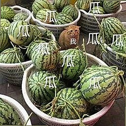 关于菠萝视频的最新动态与相关资源介绍