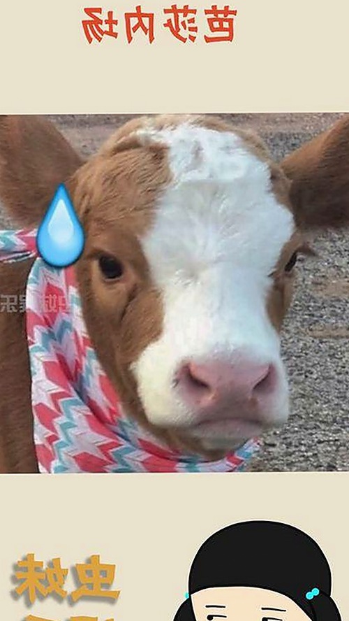 全面解析： 免费观看45分钟高清电视动漫官方免费版的优势与资源