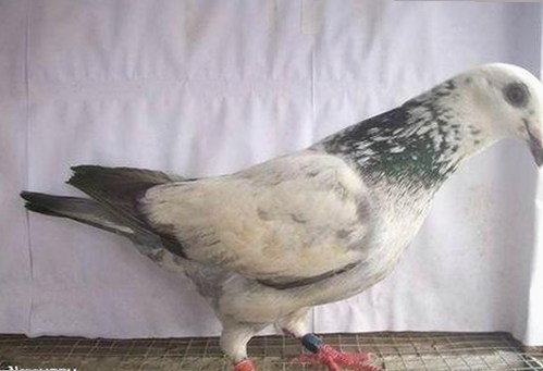 全面解析：91❌❌❌无套直看片红桃在线观看今官方版引发关注