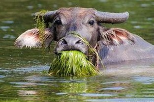 妖精动漫官方版最新上线，带来全新体验与资源下载指南