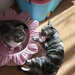 免费黄色最新版下载：最新资源与安全指南分析