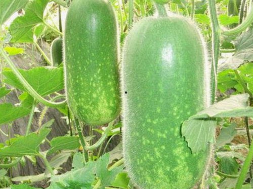 探索《炎黄影院》的精彩内容与最新资源